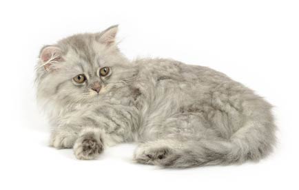 annonces de chats et de chatons british longhair